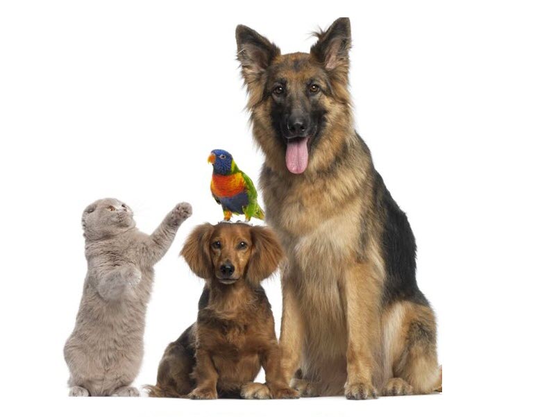 A dog, cat, bird, and small dog together